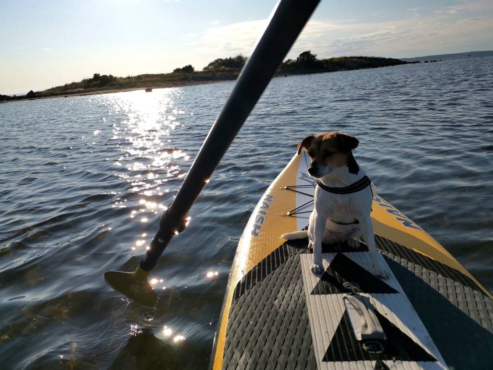 MED VENNER: SUPing kan være sosialt. Du kan ha med barn eller hund på tur. Foto: Christian Nerdrum SUP MED HUND