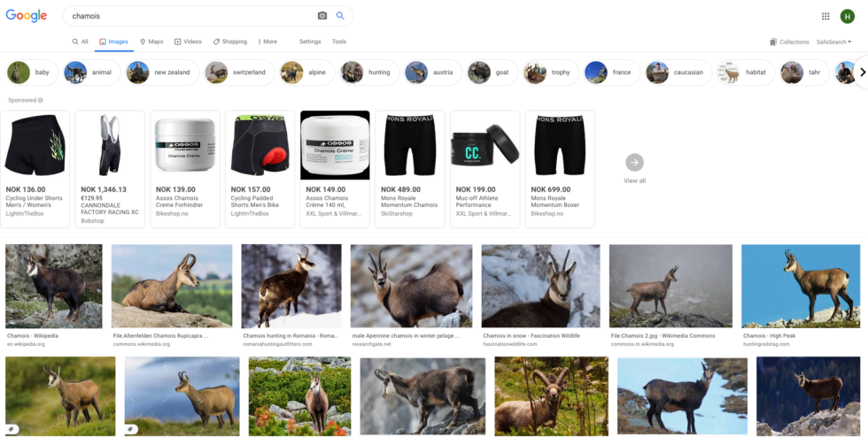 GEIT PÅ NETT: Googler du chamois og ser på bildene som dukker opp, ser det omtrent slik ut. chamois