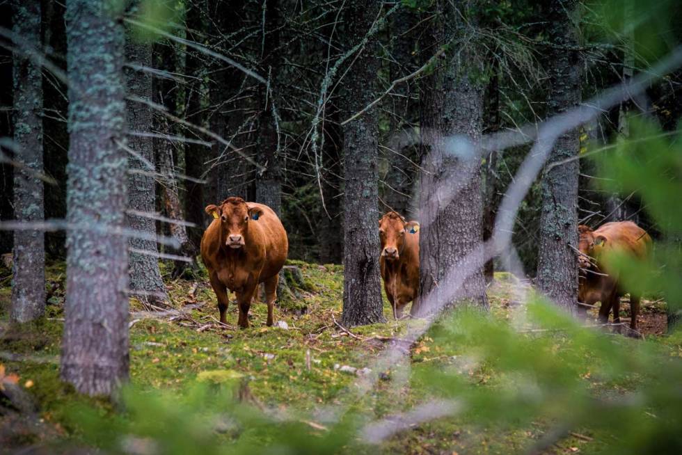 MAT FOR MONS: Hele turen fra start til mål er full av beitedyr – kjør forsiktig og vis hensyn. Sykkeltur-Gjøvik-Oslo-på-grus-11