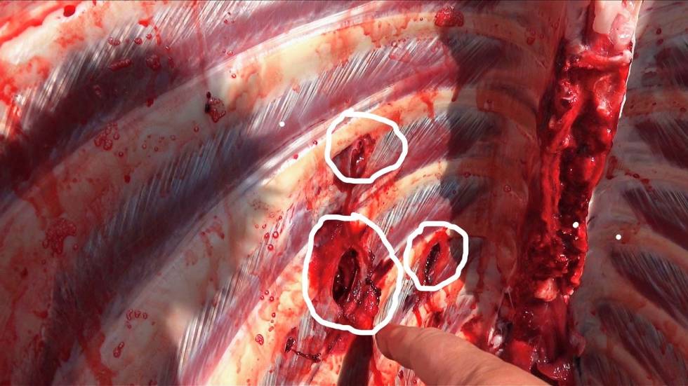 Ingen tvil: Dette er iallfall et ualminnelig pent slakt. To hull fra løsrevne vinger, og ett fra selve kula som i de fleste tilfeller gir gjennomskudd. Test-av-Sonic-Ballistic-Hunt-8