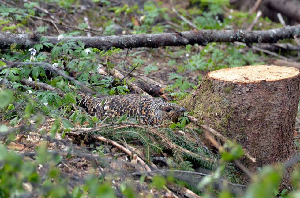 REIR I LE: Røya legger gjerne eggene inntil en trelegg eller stubbe. Tiurleik-Fugleleik-4