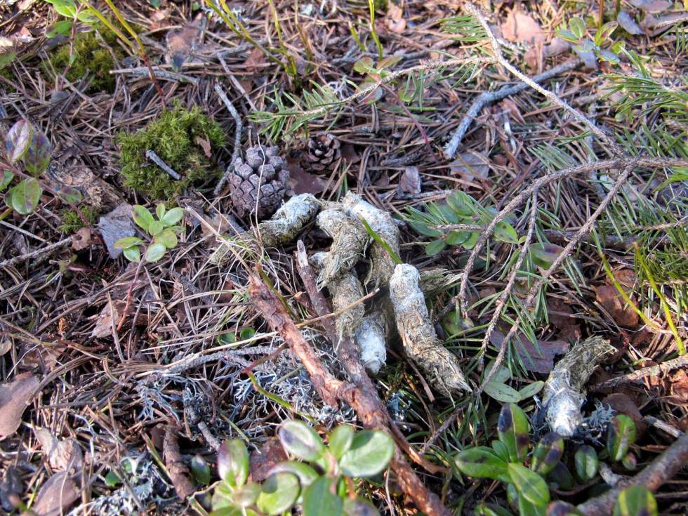 Spillmøkk: Fugleskitten som er hvit i tuppen, kalles gjerne for spillmøkk. Tiurleik-Fugleleik-5
