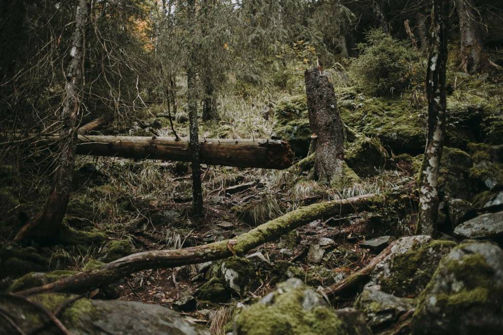 INGEN HINDRING: Her er det bare å stige ærbødig over, eller tre til side. Foto: Kristoffer H. Kippernes østmarka naturreservat