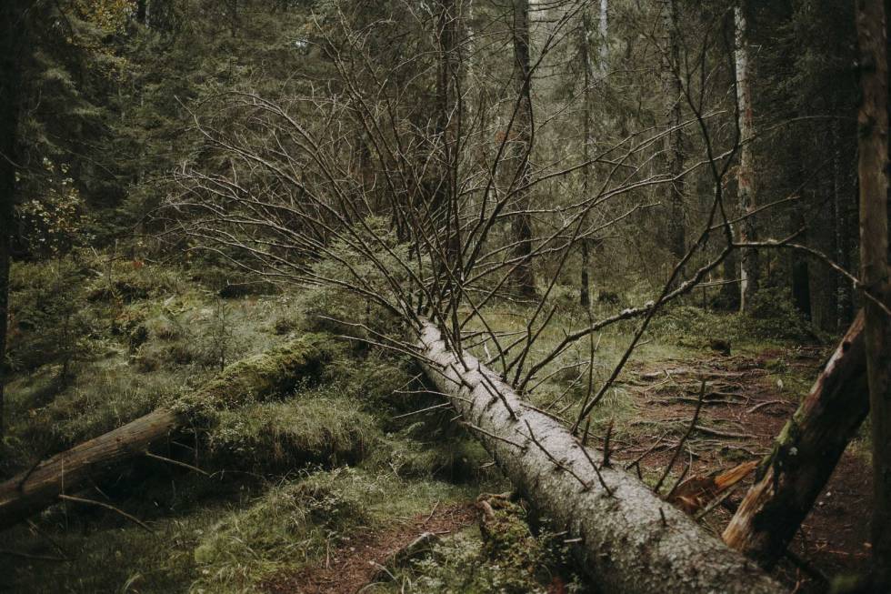 STILLE ETTER STORMEN: Store krefter har vært i sving. Foto: Kristoffer H. Kippernes tonekollen-østmarka-turtips-0038