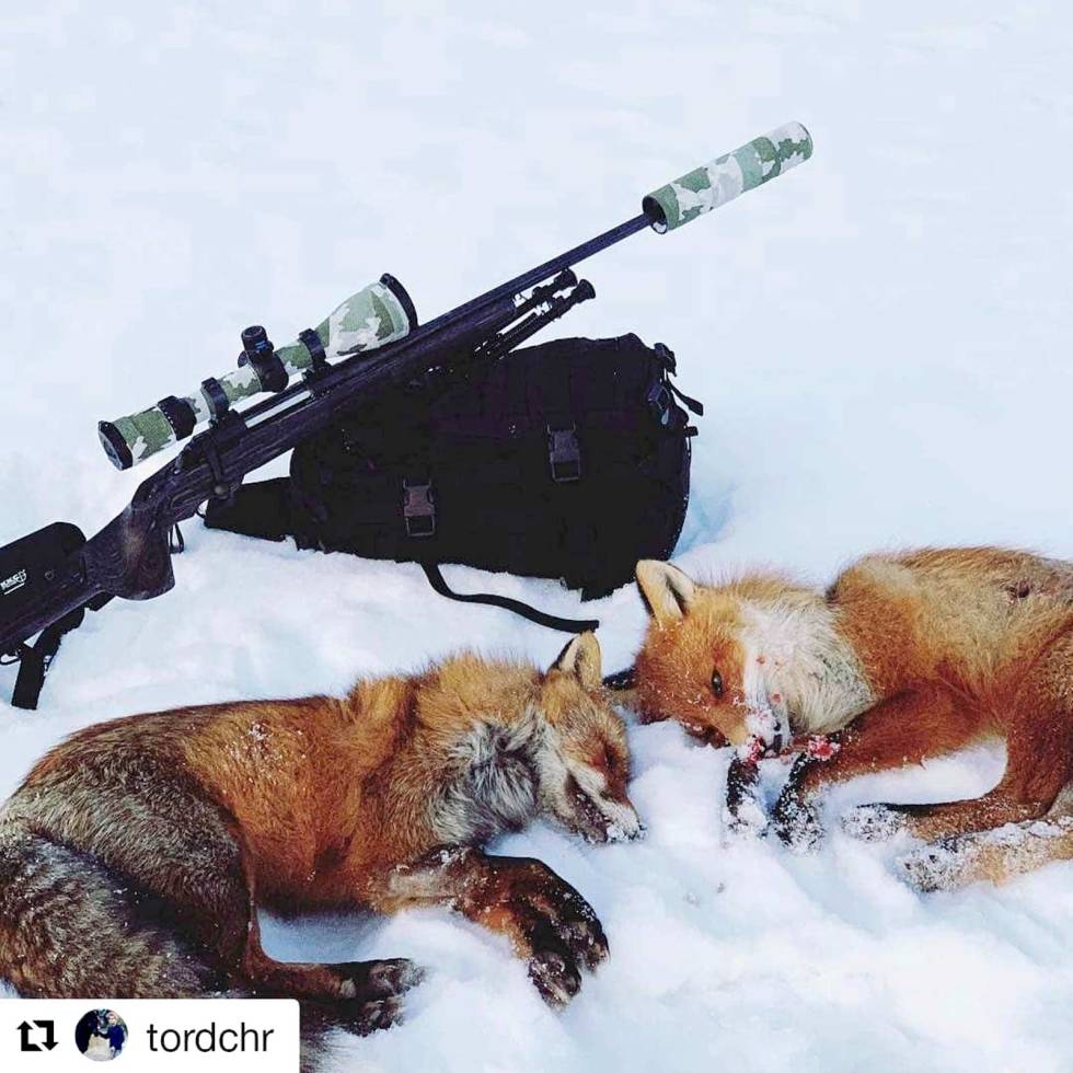 @tordchr: Successfull night calling foxes. Three down in 2 hours #fox #foxcalling #predator #hunter #hunt #predatorcontrol Tordchr