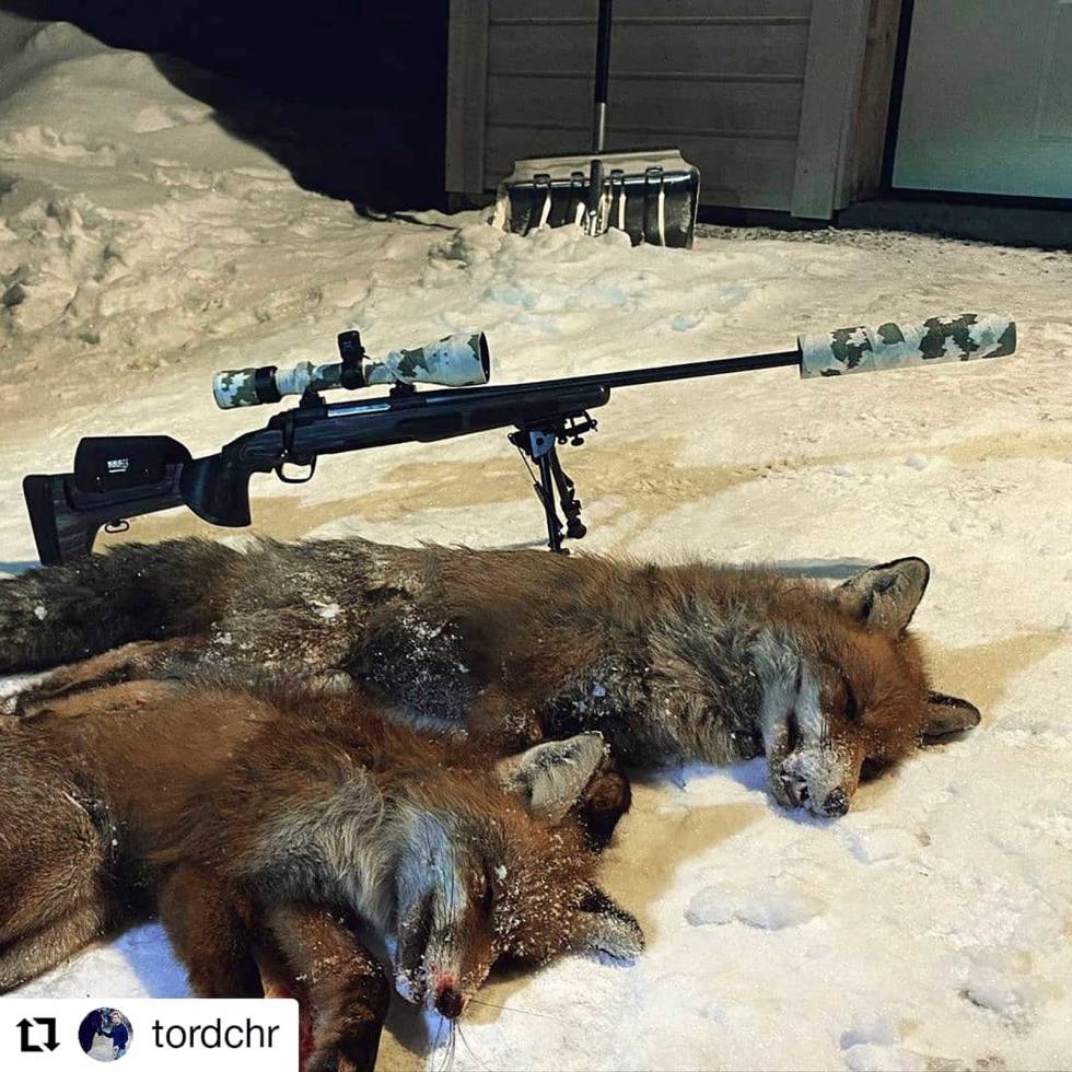 @tordchr: Røkenes, Troms, Norway: Min kjære erkerival som eg har krangla med i et halvt år tapte i natt! Den store hannreven har lurt meg x antall ganga, men i natt blei vi enig, 2 stk på 30 min. Trur faktisk eg blir å savne han, men det bli neppe smålamman i mai å gjøre. Nr 10 for sesongen - og trur eg tar påskeferie tordchr