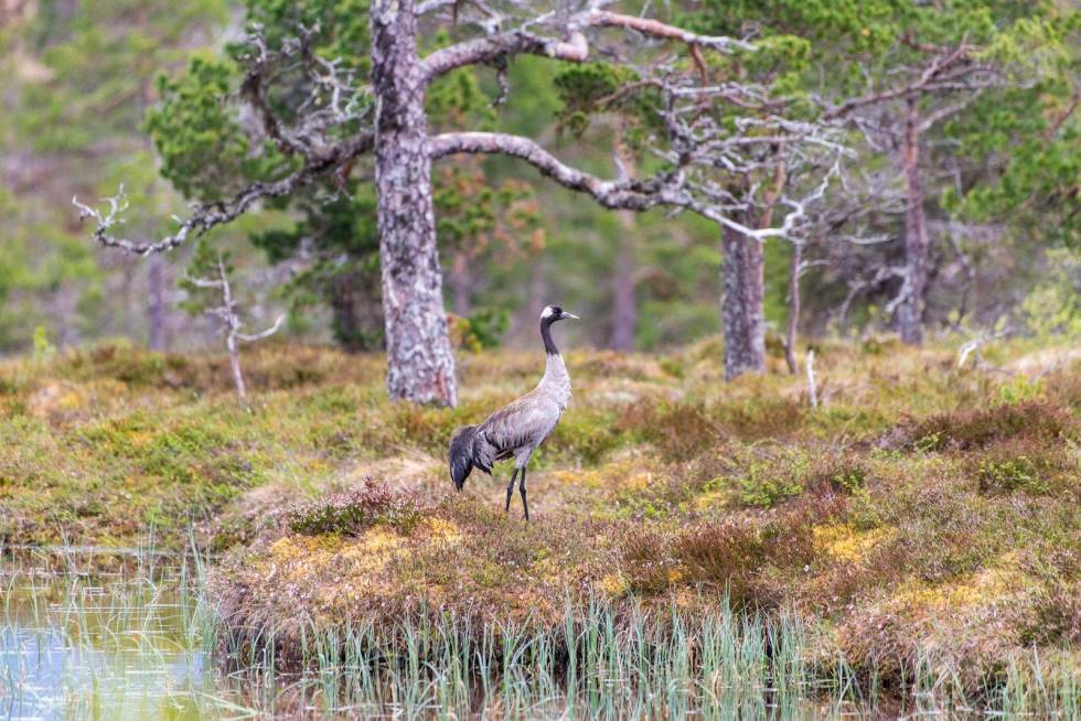 Fra mystisk fjellfugl: Tidligere var tranen en ødemarksfugl som hørte til i øde skog og fjellområder. Trane-Naturmangfold-3
