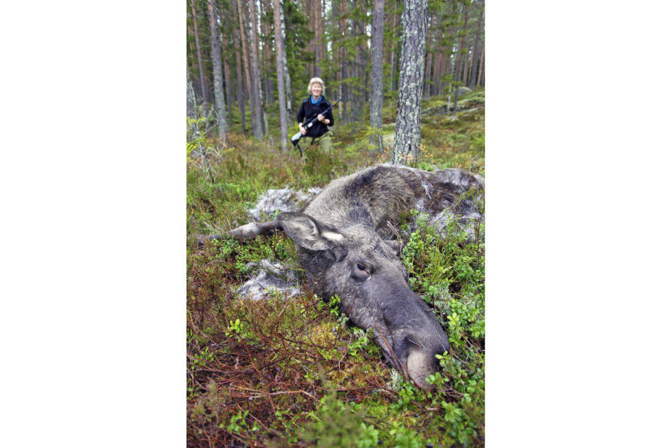 Jaktlykke: God skyting gir gode resultater. Lykken er stor når man feller sin første elg med et velrettet skudd.