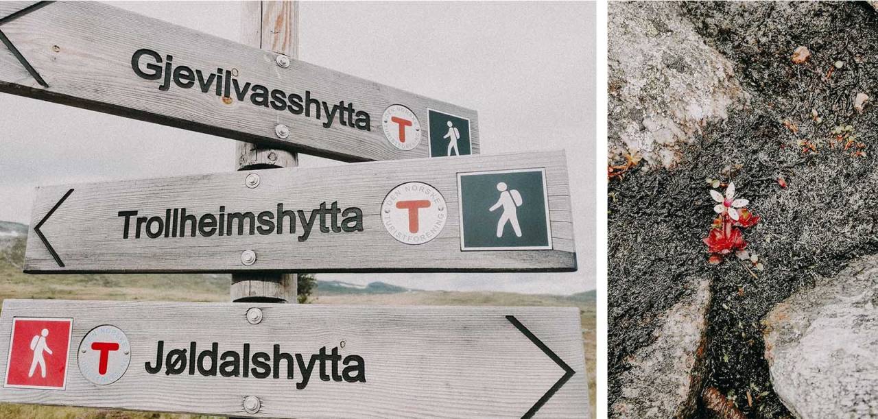 1. Det er aldri noen tvil om retningen. 2. TETT PÅ: En yndig, liten art. Foto: Gunhild Aaslie Soldal løpetur i trollheimen
