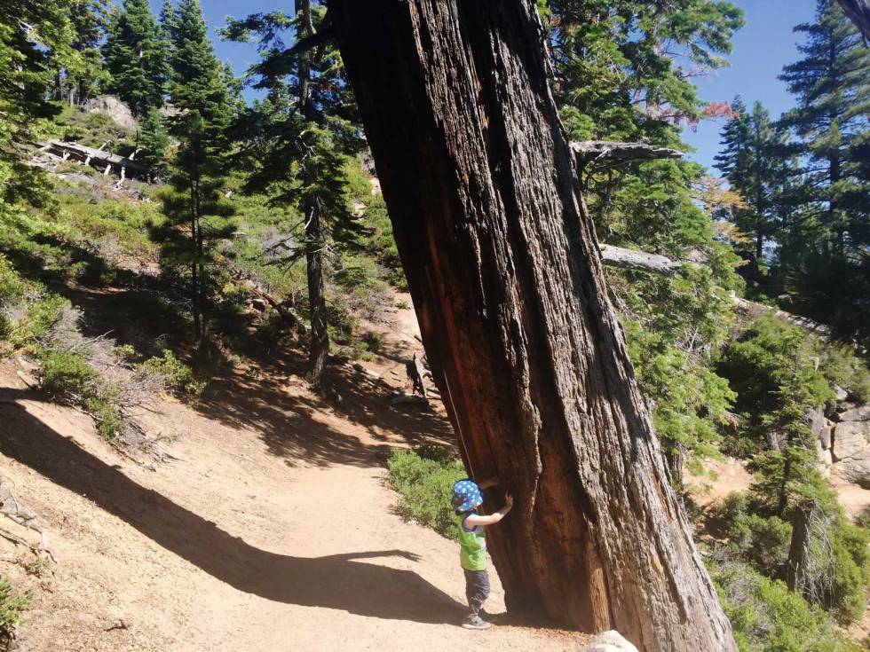 STORARTET: Om vi ikke klatret på trærne, gjemte oss bak dem eller balanserte oppå, så var det andre ting å studere. Tur-med-barn-California-Yosemite-8