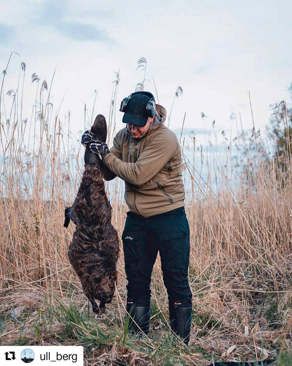 @ull_berg: People ask why beavers are hunted in Scandinavia. A simple answer is; you don’t have to. Some people eat them, but I hunt them due to the damage they cause on the farmers land. When they build dams, the flooding alters the local environment in a big way. The flooded areas create new habitats for birds and can increase the build up of insects as a result. However, when the flooding impacts farmland, it can be a problem. We are not interested in getting rid of them, but population management is crucial to keep their impact at a manageable level. #jakt #beverjakt #vildmarken #modernhuntsman #nordichunter #jägarliv ull_berg