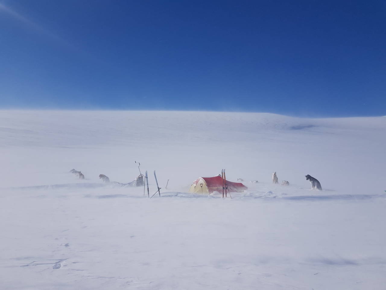 TILTAKENDE: Motvinden blir sterkere og sterkere, og tvinger oss til sist til å legge en ny plan. Foto: Kjell-Harald Myrseth værfast i fjellet snøstorm Kjell Harald Myrseth hundekjøring