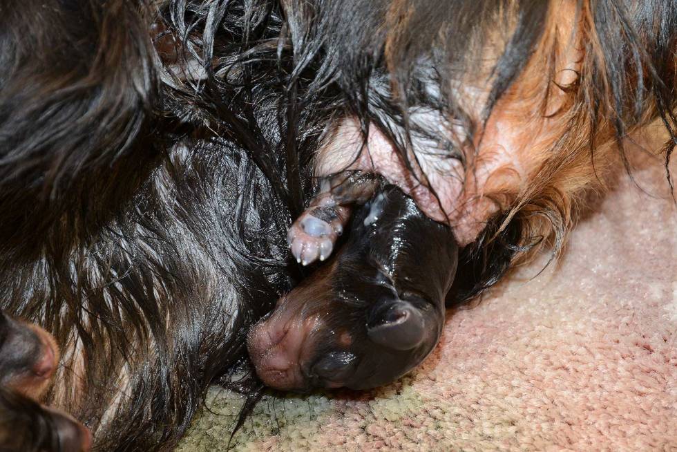 Mangelfull emballasje: Her er det en valp som kommer ut uten fosterhinne. Valpeskolen-fødsel-jegerhund-3
