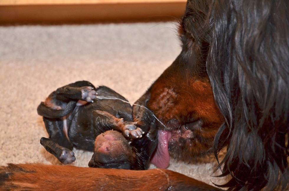 Naturens gang: Tispa ordner instinktivt fødsel og stell av valpene. Her fjerner hun fosterhinna fra den nye verdensborgeren. Valpeskolen-fødsel-jegerhund-5