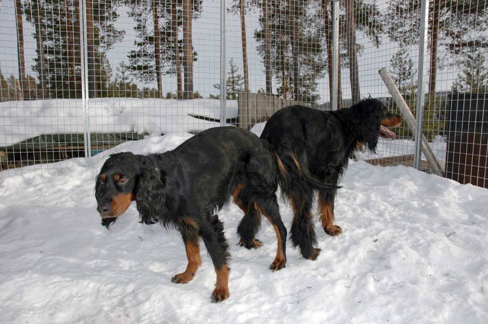 Tid for ettertanke: Paring anbefales utført i hundegård eller inngjerdet område. Tispa og hannhunden henger sammen 5-30 min etter paring. Valpeskolen-Jakthund-4