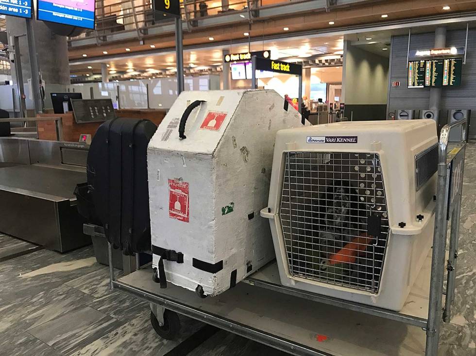 Ut på frierferd: Paring av tispe kan innebære både lang biltur og flyreise. Valpeskolen-Jakthund-5