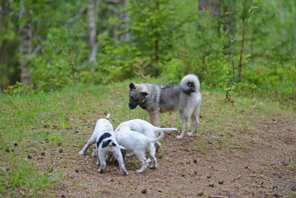 Flokkdyr: Husk at hunder egentlig er flokkdyr. Sosialisering av valper er viktig. Treff med andre valper gir trening, enten det skjer gjennom dressurkurs, treff med kullsøsken eller andre valper. Valpeskolen-jakthund-7
