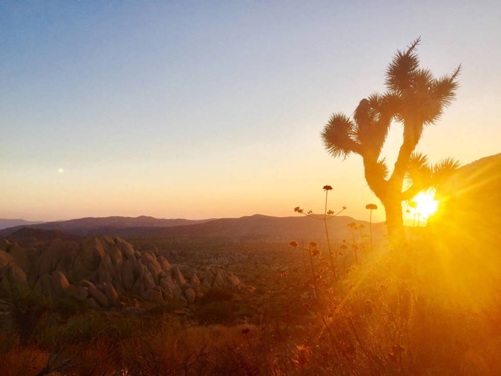 VARM MORGEN: Soloppgang i Joshua Tree National Park, som har fått navnet sitt fra de karakteristiske Joshua Trees. yosemite california joshua tree