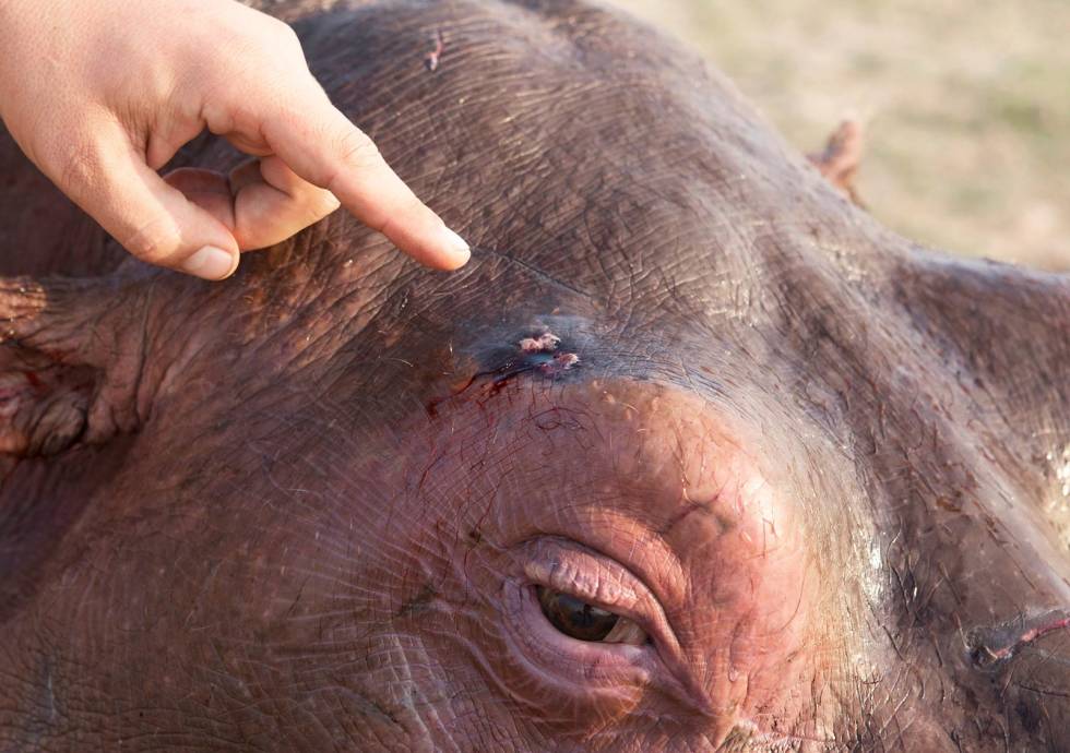 Sweet spot: Med hodeskudd blir flodhesten brått en ganske liten blink, siden du må treffe mellom øyet og øret. Verdens-største-åtejakt-Afrika-Flodhest-4