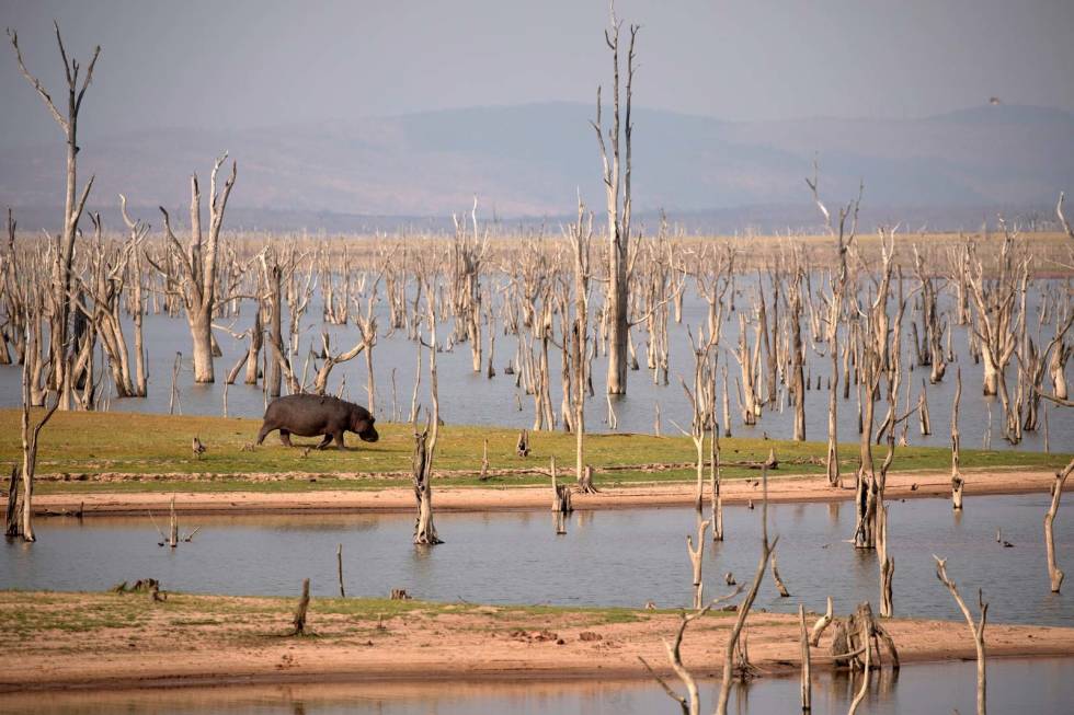 Ikke skyt: Flodhesten skytes normalt i vannet med hodeskudd, men noen ganger er det mulig med bogskudd. Denne var dessverre ikke skytbar. Verdens-største-åtejakt-Afrika-Flodhest-6