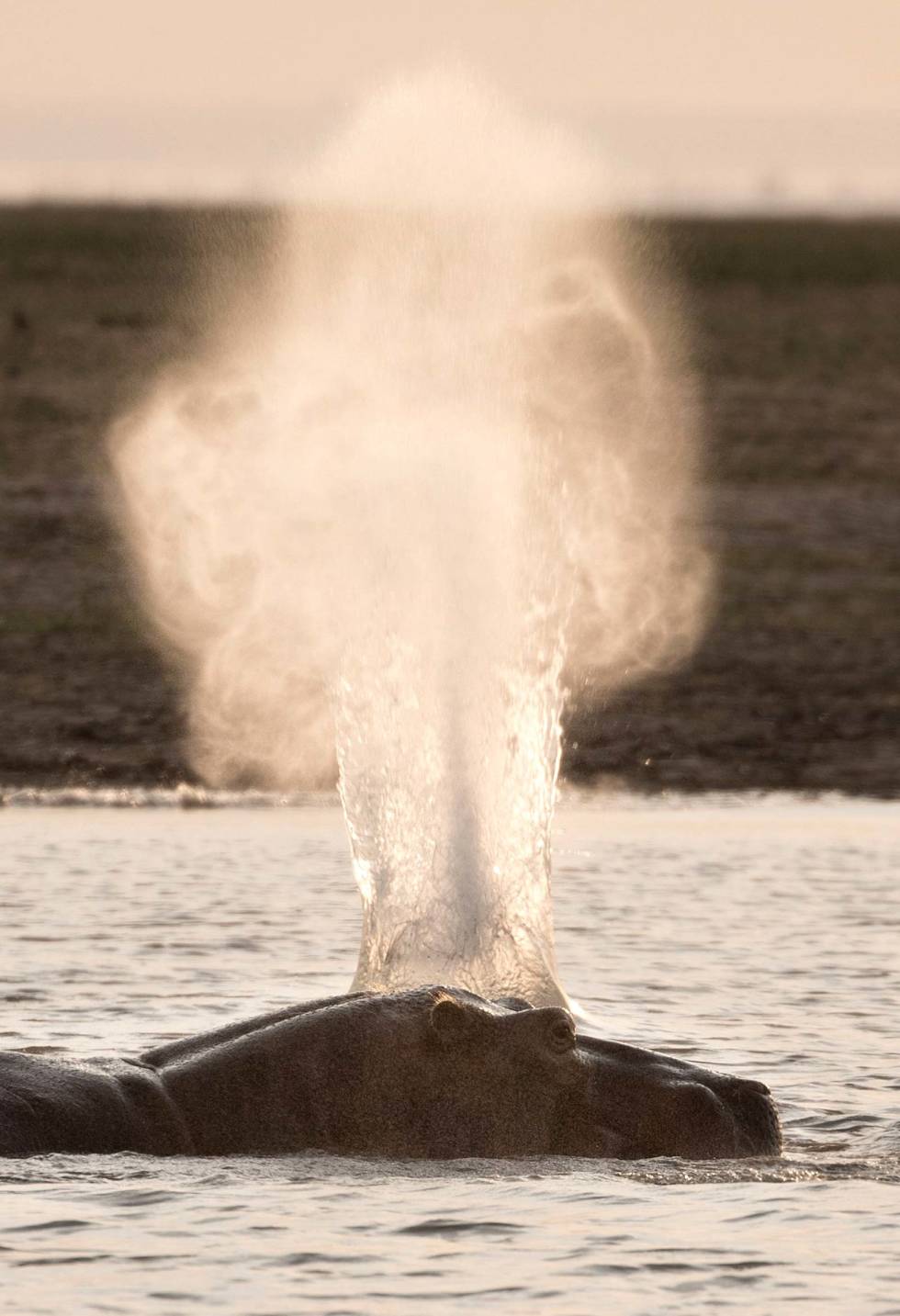 Bomkudd: Kula slår ned i vannet rett over flodhest-hodet. Ved nærmere inspeksjon av rifla, finner vi synderen. Verdens-største-åtejakt-Afrika-Flodhest-7