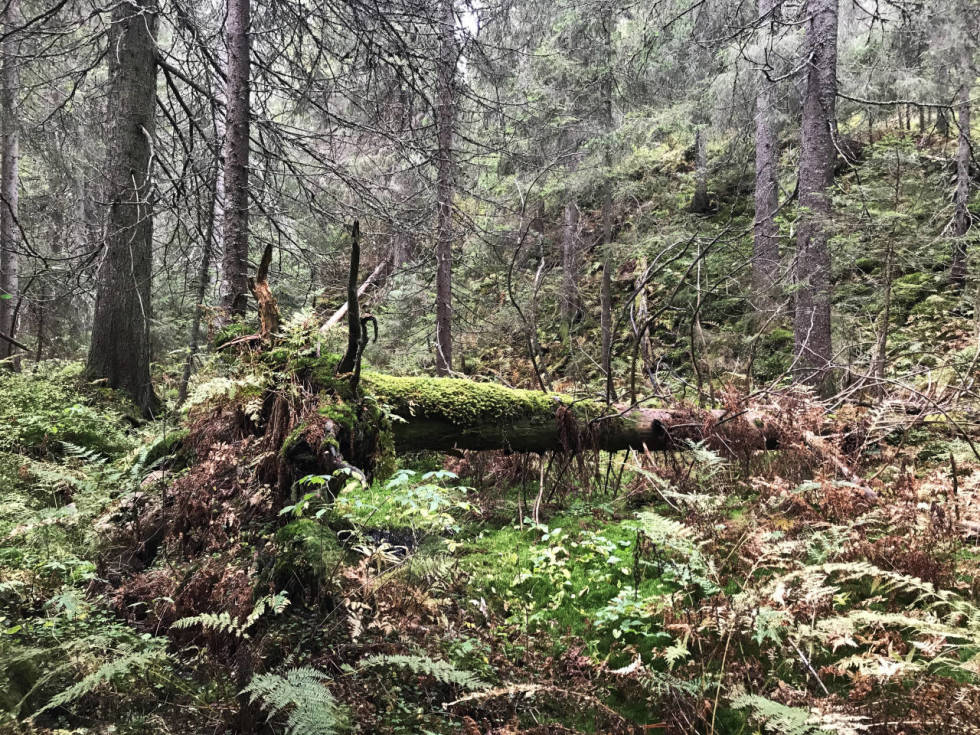 Vill natur trives best om den får lov til å fortsette å være villest mulig. Vill natur
