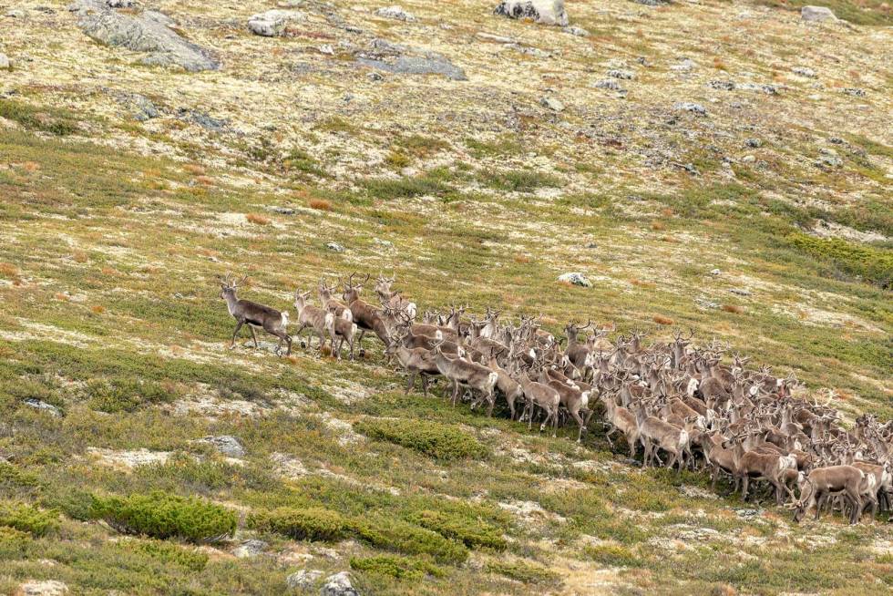 Ut av flokken: Etter å ha fulgt flokken fra ei mils avstand, er vi på skuddhold. Jegeren kryper i skjul og sikter på simla som skiller seg ut fra flokken. Villrein-Snøhetta-3
