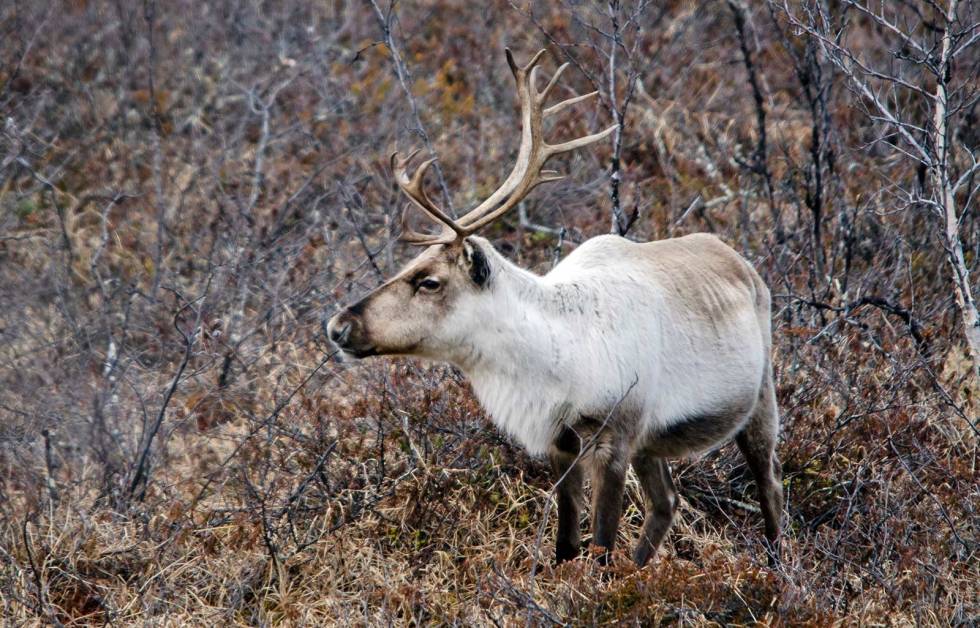 Småbukk: Legg merke til den jevne buen på gevirstanga hos småbukk… Villreinjakt-råd-3