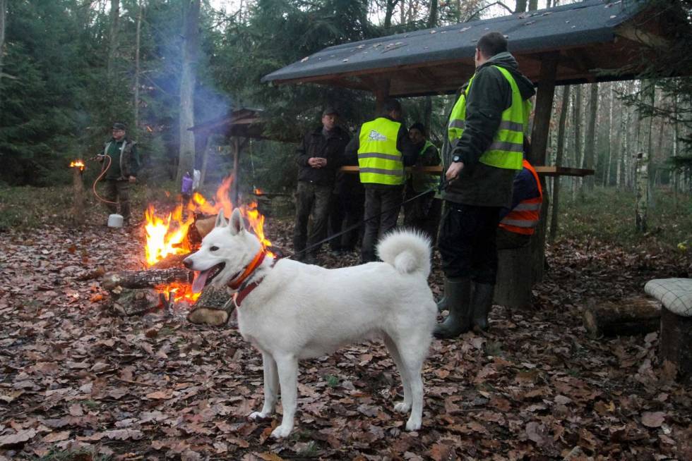GOD INNSATS: Hundene og førerne gjorde en kjempejobb. villsvinjakt-i-polen-7