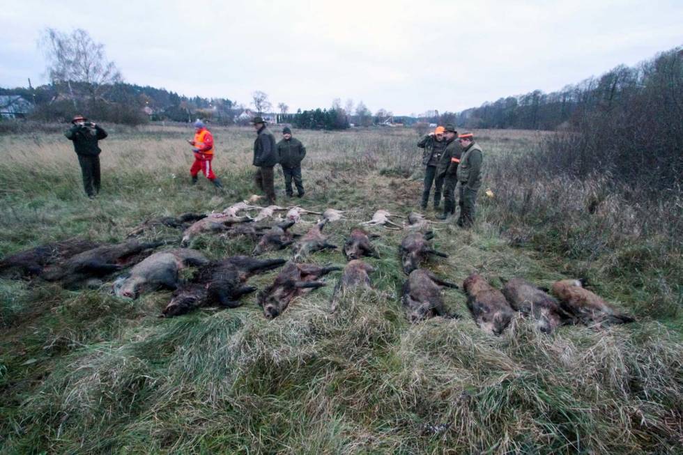 BRA UTTELLING: Opptelling etter en vellykket dag. villsvinjakt-i-polen-8