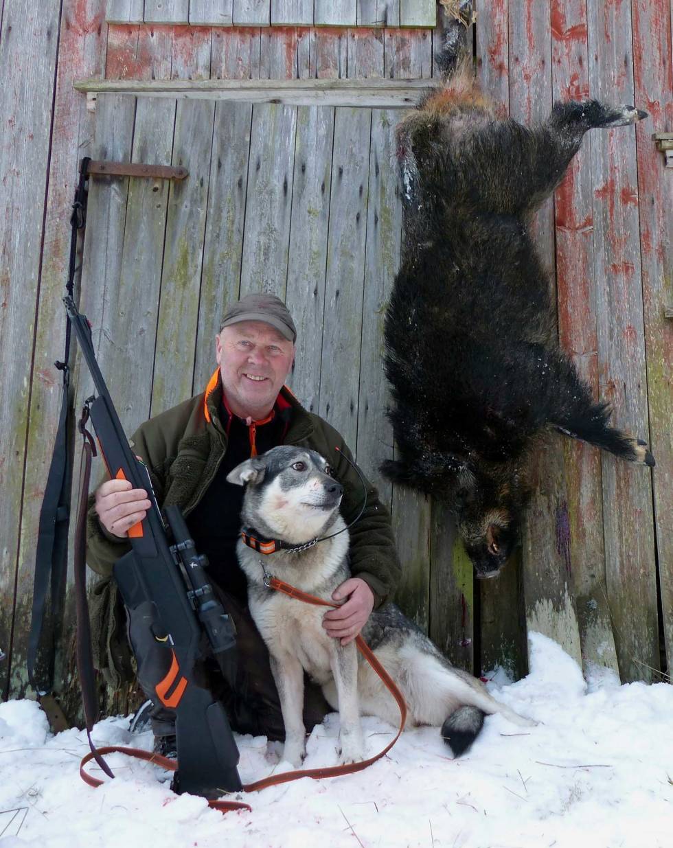 Beviset: Her henger det, sammen med stolt skytter og jämthunden Nadia som gjorde en kjempejobb på jakta. villsvinjakt-med-hund-3