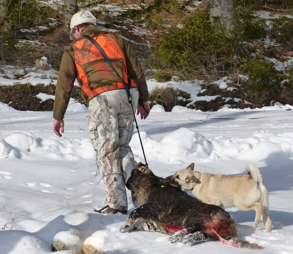 Tidlig krøkes: Valpen Birk hadde det aldeles strålende på villsvinjakt. Her saboterer den framdriften for hundefører Fredrik. villsvinjakt-med-hund-4