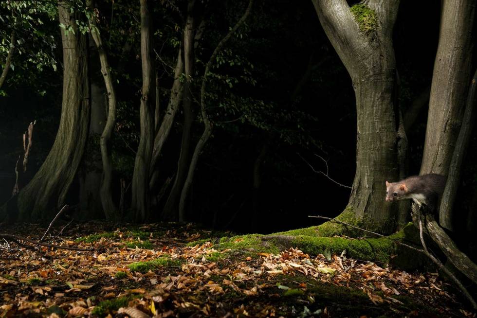 NYSGJERRIG: Skogen huser mange nysgjerrige krabater som gjerne gir flere fotomuligheter. Viltkamera-3