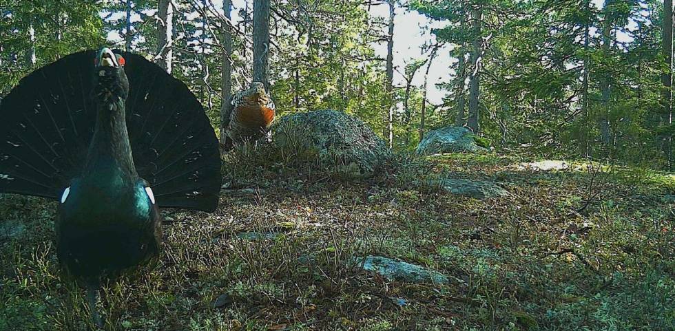 FUGLEDANS: Viltkameraet har også fotografert tiur og røy under parring, men her nøyer vi oss med en dans. Viltkamera-5