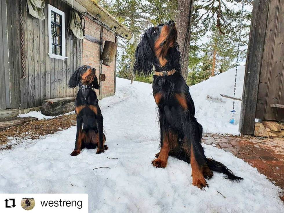 @westreng: Eeendelig er vi tilbake på hytta, tenker Gullsmedåsens KYGO og Gullsmedåsens ROXY. westreng