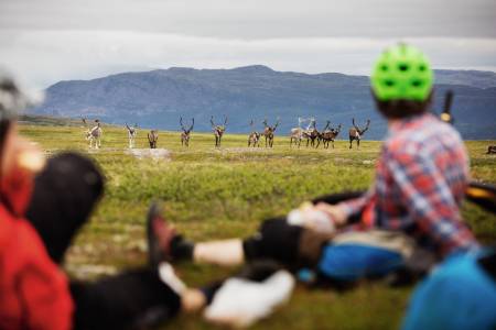 KLISJE VED FØRSTE BLIKK: Det tok ikke lang tid før reinsdyrene dukket opp da Terrengsykkel tok turen til Finnmark.